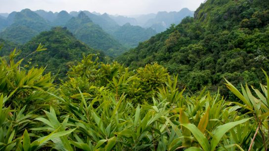 Full day Cat Ba National Park trekking tour